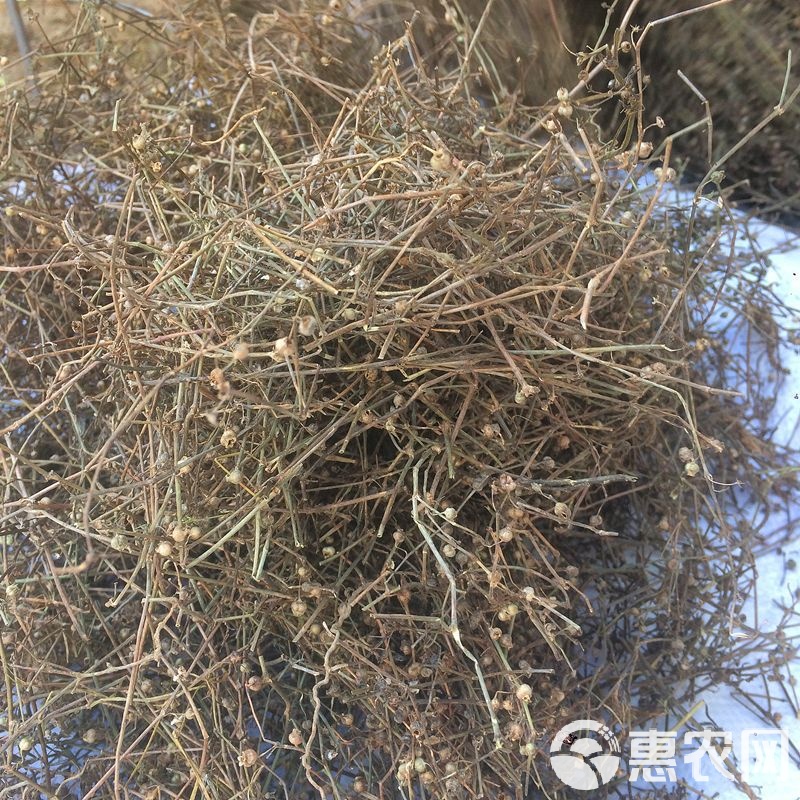 白花蛇草最新价格及市场趋势分析