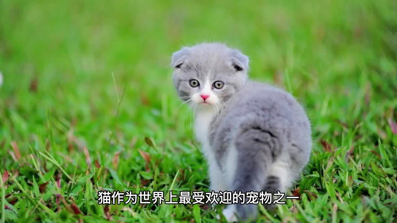 猫咪网站最新免费地址2018，探索猫咪世界的奇妙之旅