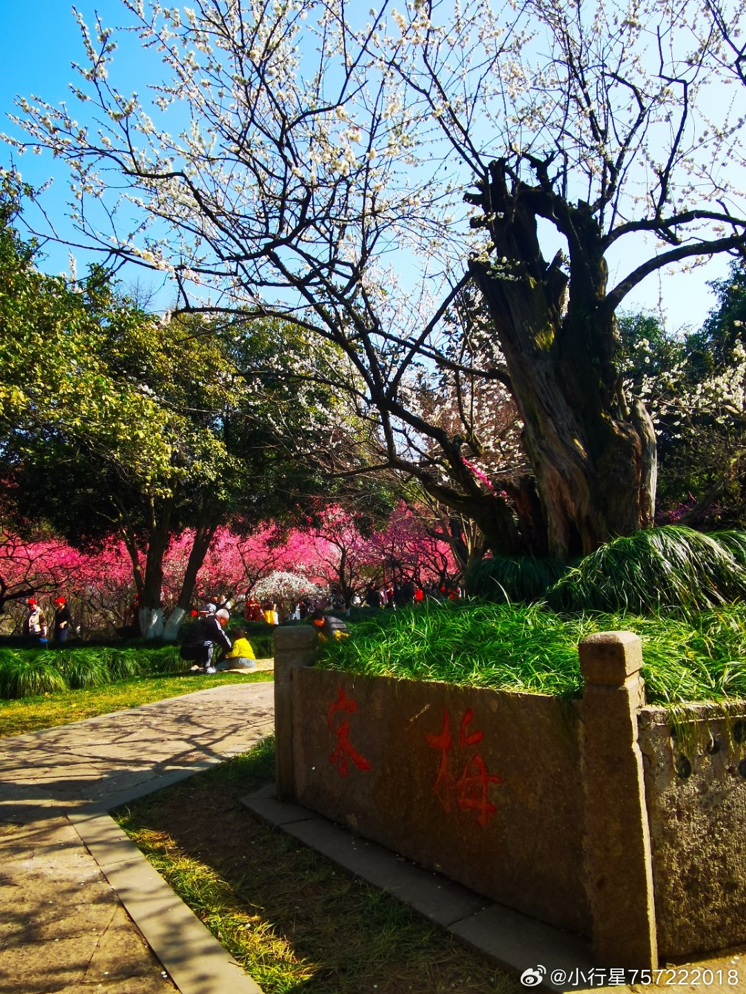 国清寺隋梅最新探秘，千年古梅的传奇与保护