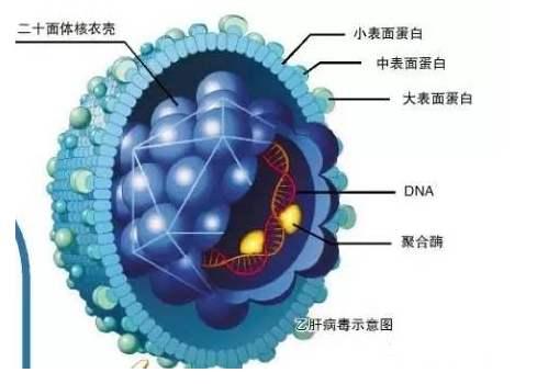 最新冠状新型病毒的信息